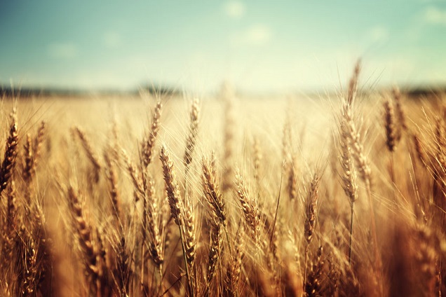 Febrero cortó la baja de la actividad inmobiliaria rural